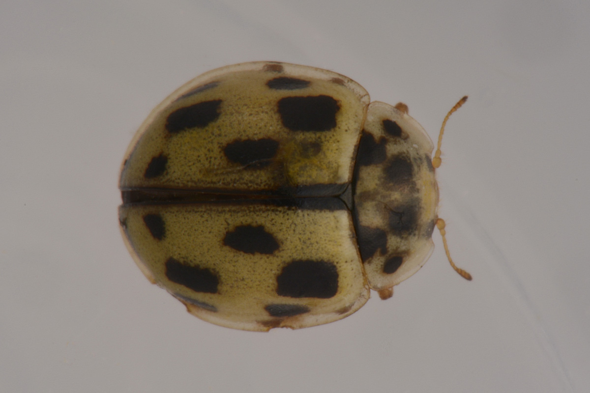Coccinellidae: Propylea quatuordecimpunctata? S.